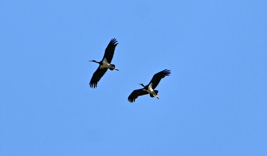 Türkiye'de nadir görülen kara leylek Ege semalarında!