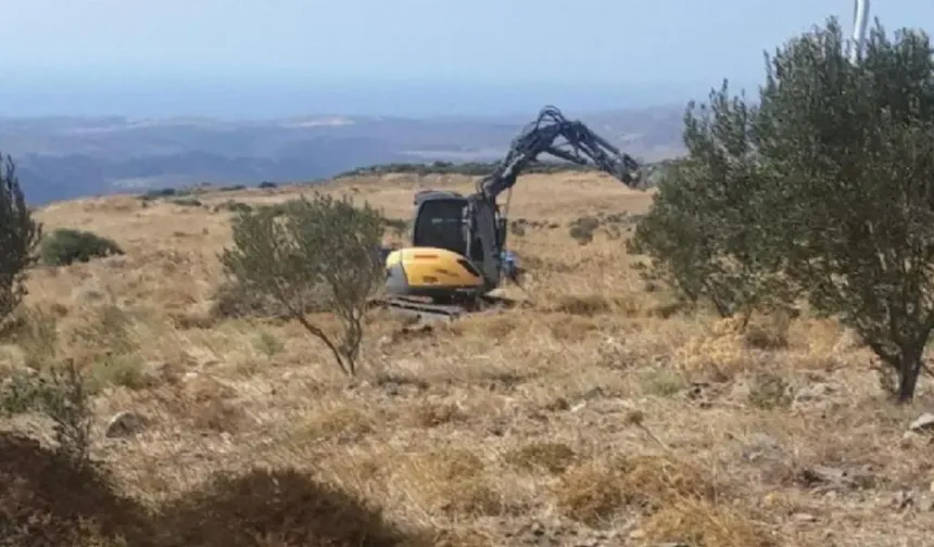 Zeytin katliamı askıda!