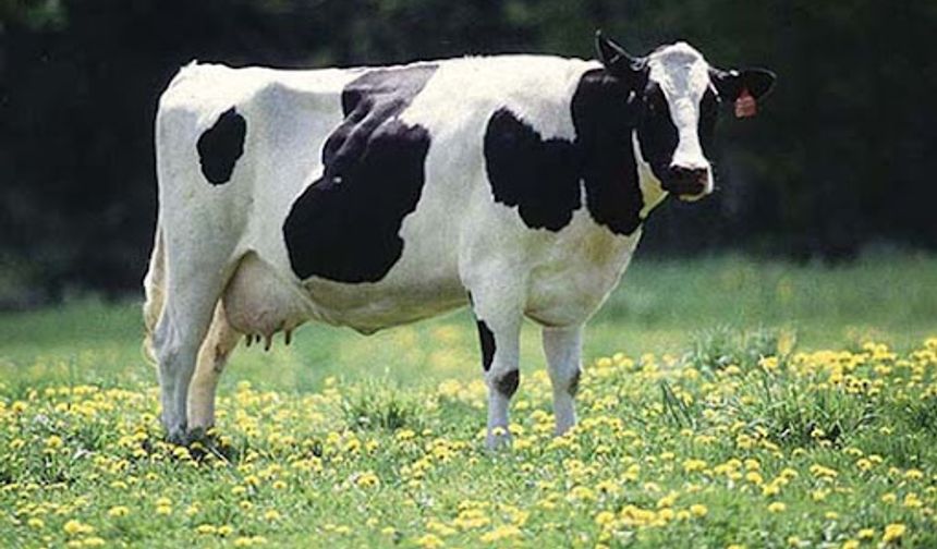 Üretici borç batağında… İcradan satılık sığır!