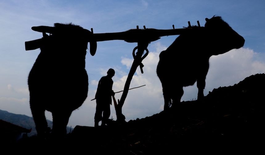 Mazot fiyatı çiftçiyi geri sardı... Tarlada ilkele dönüş!
