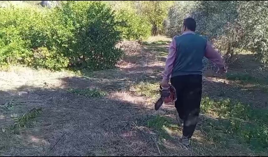Seferihisar’da üretici öfkeli, ağaçlar köklendi: Mandalina gitti, avokado geldi!