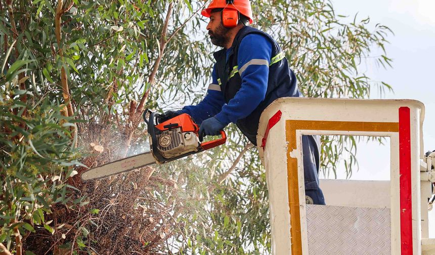 Buca’da budama seferberliği
