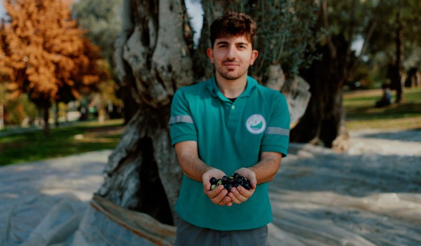 Balçova’nın parklarında yetişen zeytinler, zeytinyağına dönüştürülüyor!