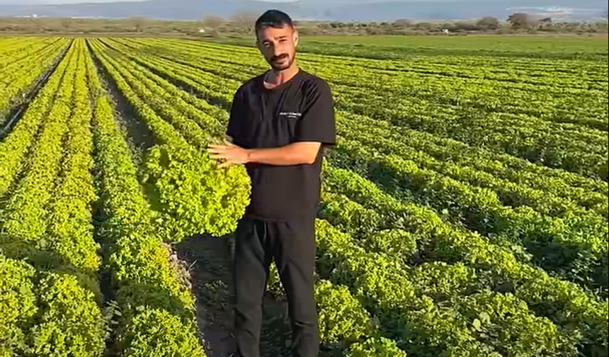 "Marul tarlada 2 TL" dedi, stokçuluktan işlem başlatıldı!