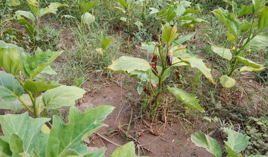 Efes Tarlası Yaşam Köyü'nden üreticilere destek!