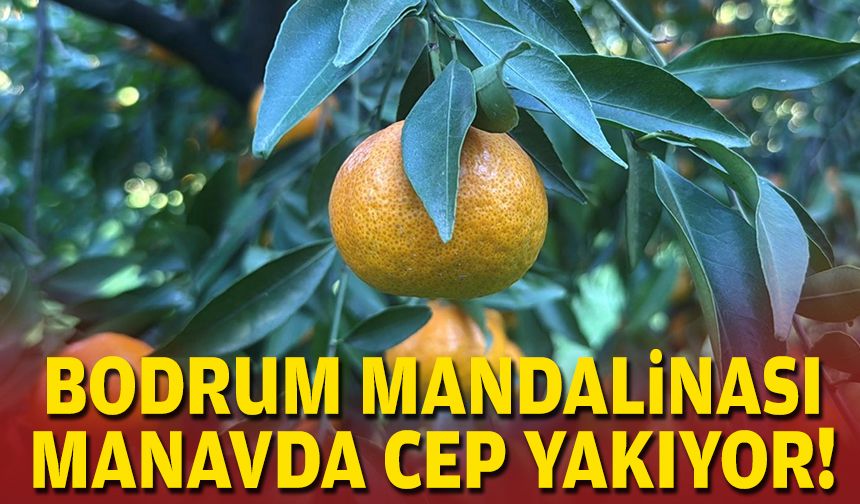 Bahçede 20, manavlarda 100 lira... Bodrum mandalinasında hasat zamanı!