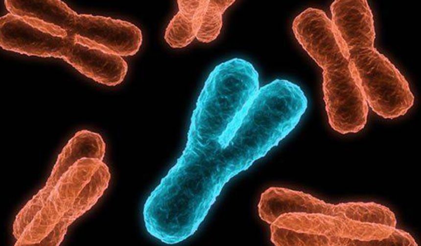 Erkekler bitiyor... Y kromozomu yok oluyor