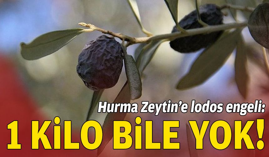 Hurma Zeytin’e lodos engeli: 1 kilo bile yok!