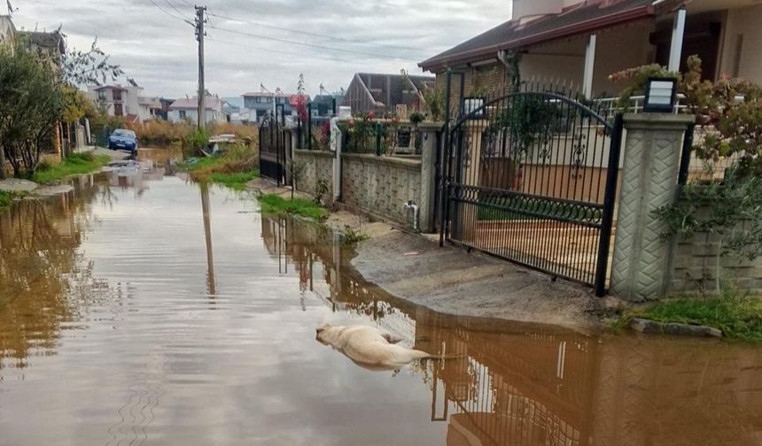 Dikili'de elektrik faciası: İki köpek can verdi!