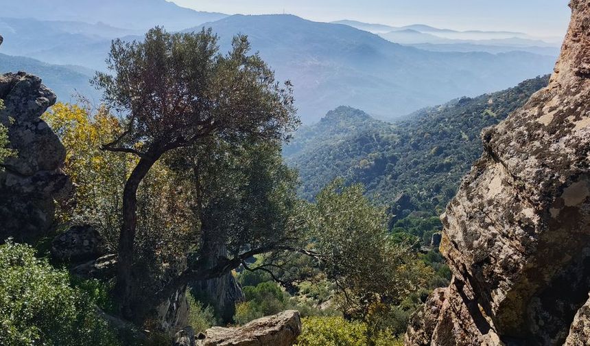 Latmos'un yeşiline kül grisi... EKODOS'dan tepki!