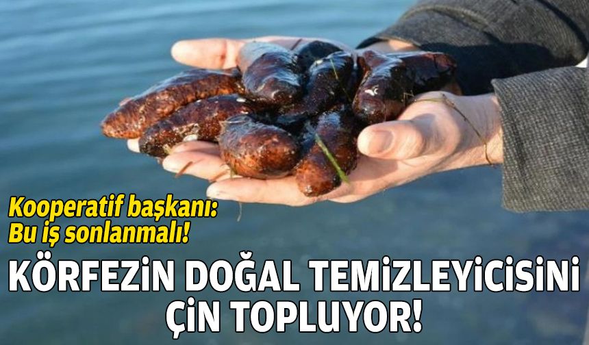 Körfezin doğal temizleyicisini Çin topluyor!