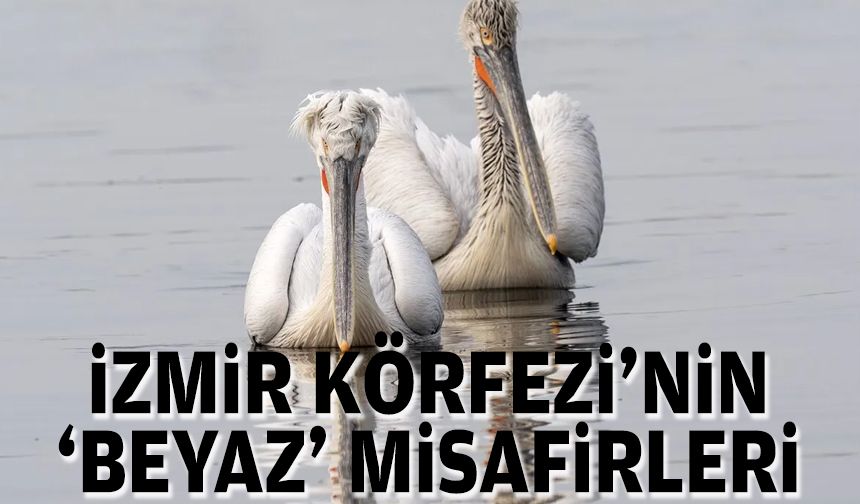 İzmir Körfezi'nin 'beyaz' misafirleri