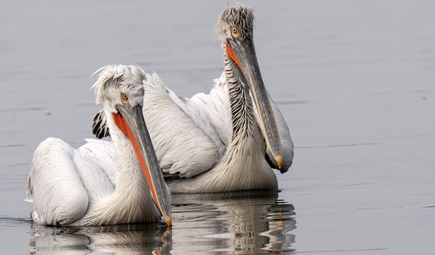 İzmir Körfezi'nin 'beyaz' misafirleri