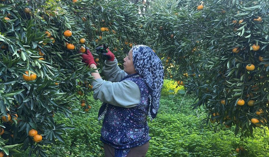 Bahçede 20, manavlarda 100 lira... Bodrum mandalinasında hasat zamanı!