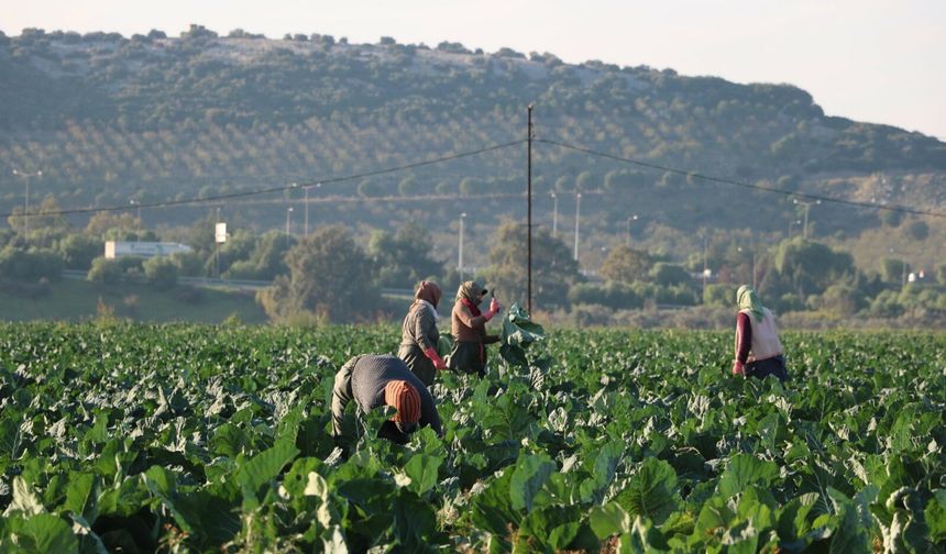 Sıcak kış hasadı erken getirdi: Fiyatlar çakıldı!