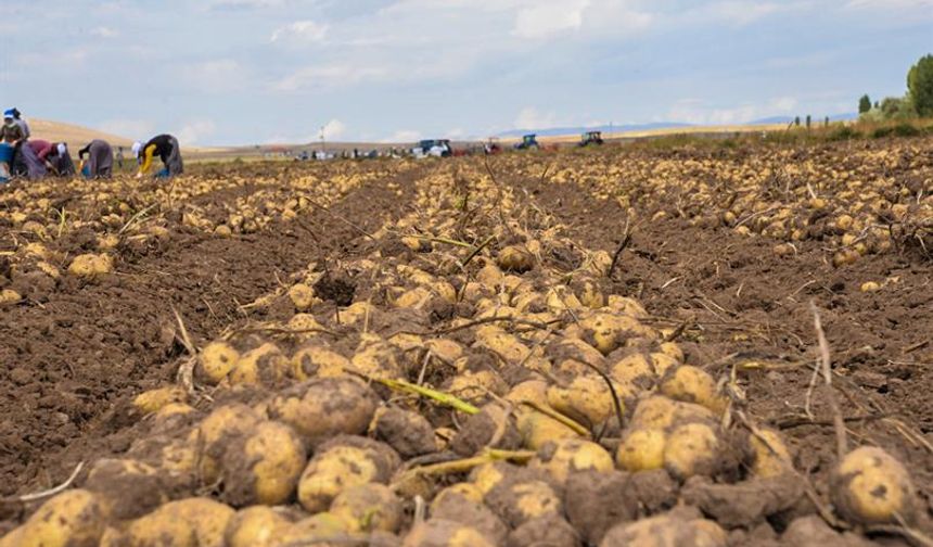 Türkiye’nin patates deposunda kısır döngü: “Boşuna emek veriyoruz”