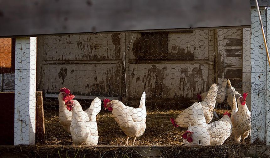 Deniz manzaralı tavuk kümesi icralık!