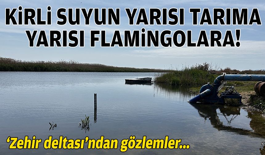 “Zehir deltası”ndan gözlemler… Kirli suyun yarısı tarıma, yarısı flamingolara!
