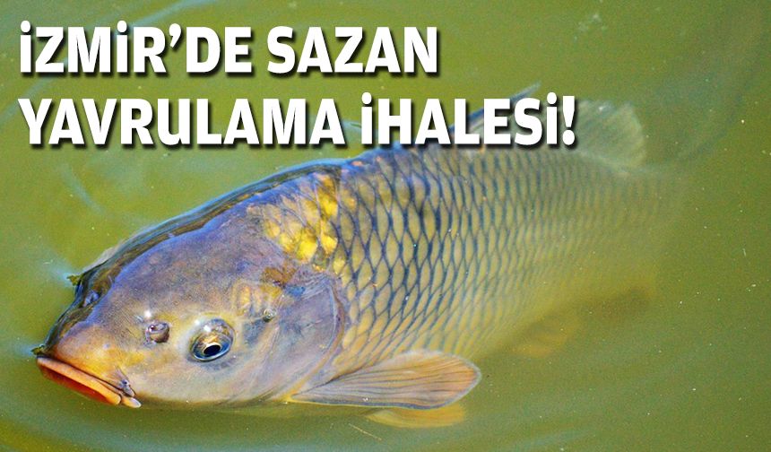 İzmir'de sazan yavrulama ihalesi!