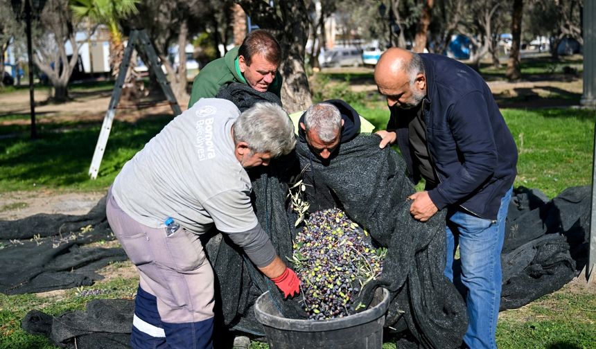 Bornova'da hasat zamanı!