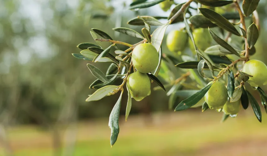 Ege'nin zeytini için yeni açılım!