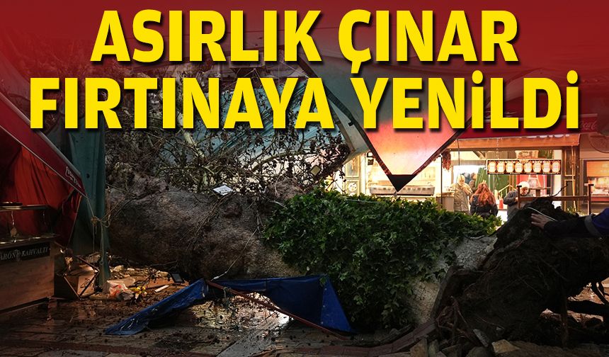 Asırlık çınar fırtınaya yenildi