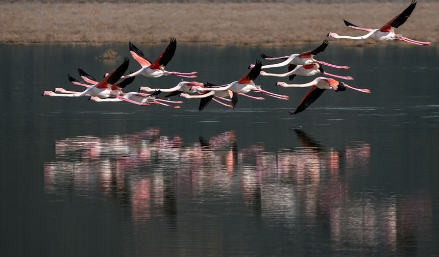 Büyük Menderes Deltası, yaban hayatına can veriyor