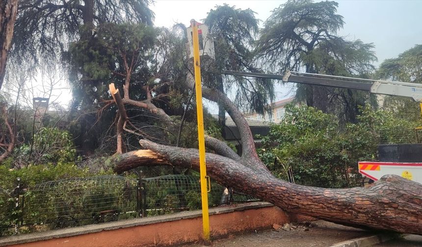 İzmir'de devrilen ağaç okul duvarını yıktı!