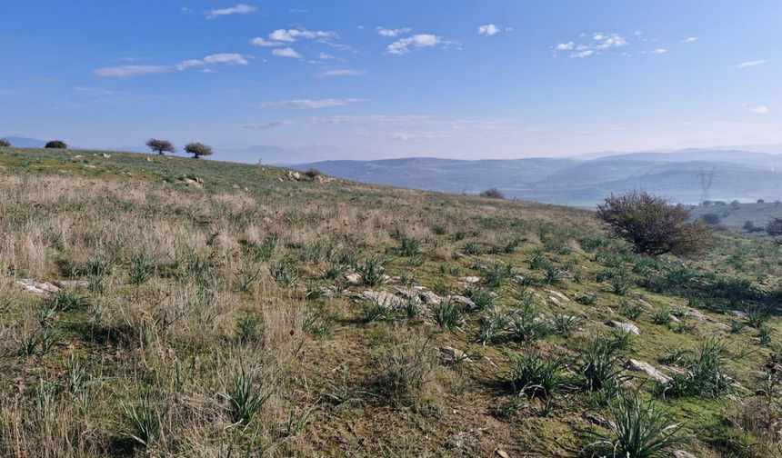 Zeytinliklere komşu meradaki ocağa onay!