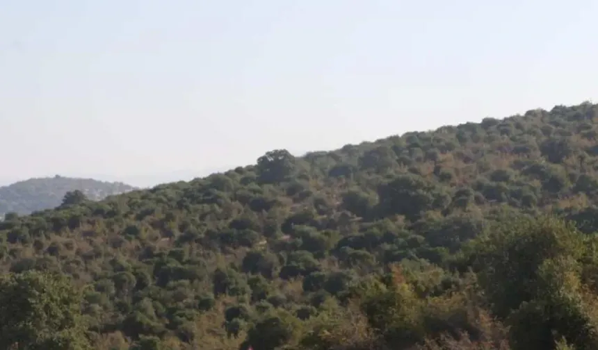 Adı 'Beşli Çete' Kitabı'nda geçiyordu... RES için 6 bin ağaç kesecekler!