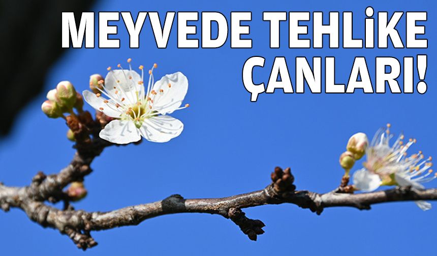 Meyvede tehlike çanları!