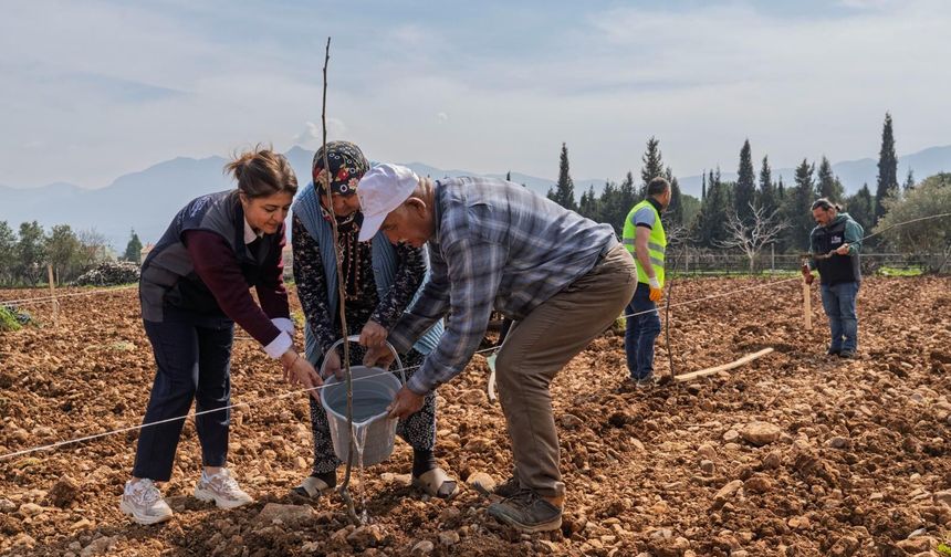 Kemalpaşa'da kesilen cevizlerin yerine umut filizlendi!