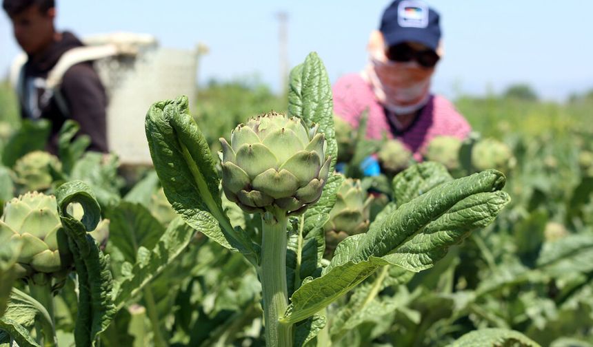 Urlalılar sitem etti: Enginar tarlaları villa tarlalarına döndü!