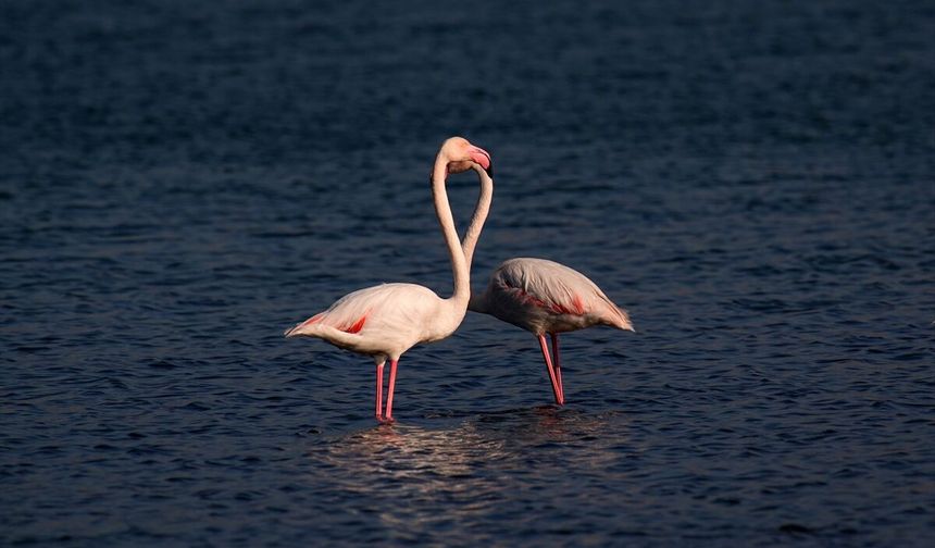 Alsancak'ın pembe konukları!