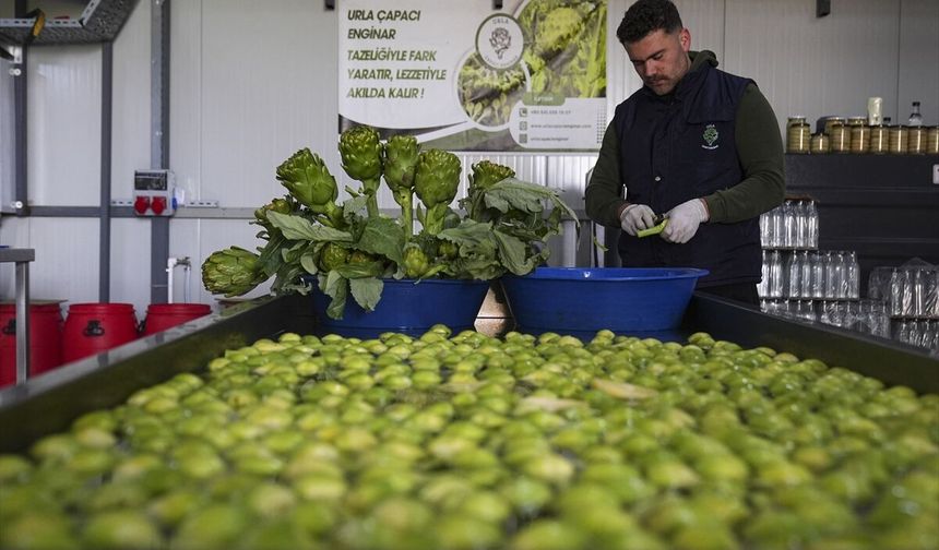 Enginar verimi yağışlarla arttı!