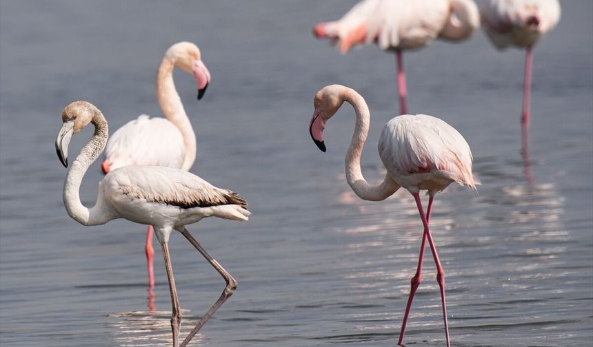 İzmir'in saklı doğası!