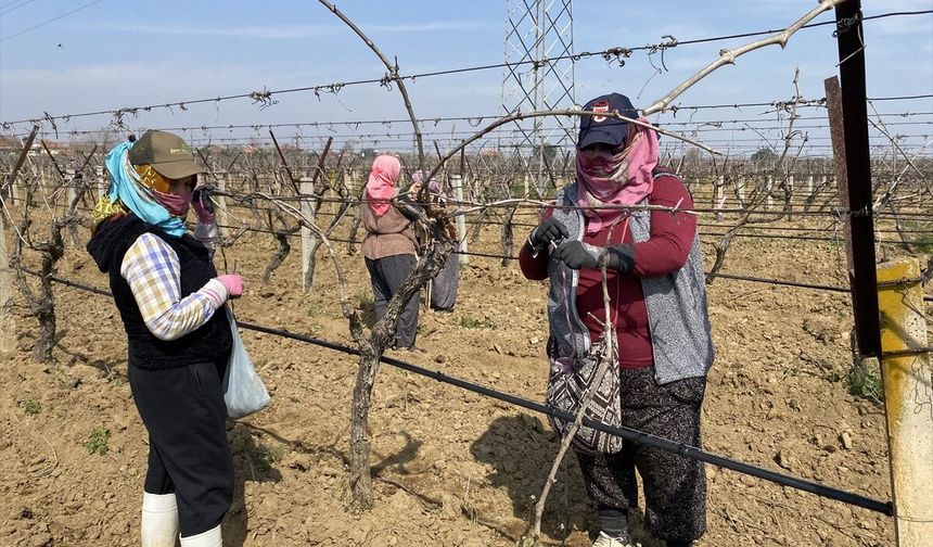Yoğun bakım mesaisi... Bağlar üzüme hazırlanıyor