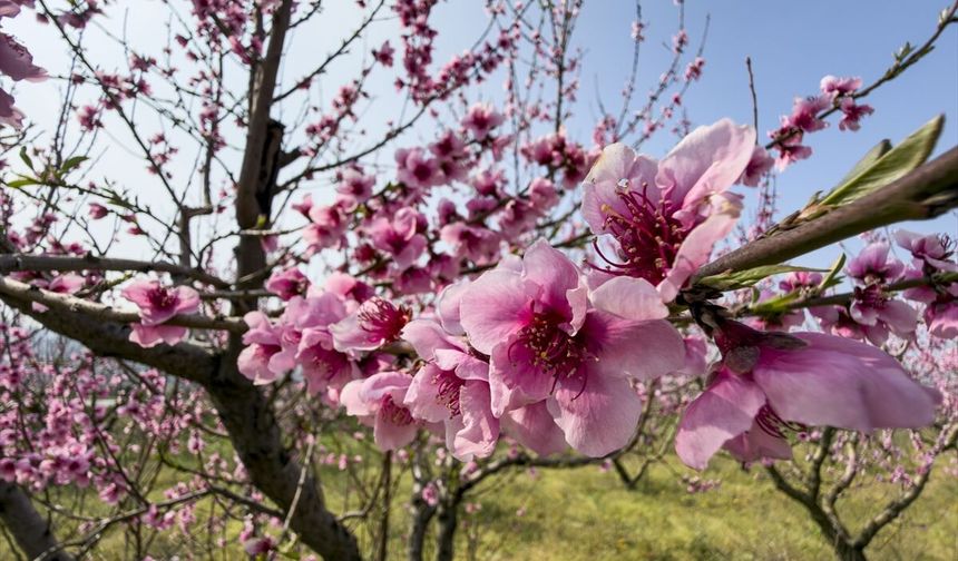 İzmir çiçeklendi!