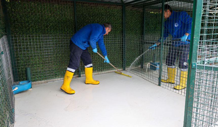 Buca’nın can dostlarına “beş yıldızlı” bakım