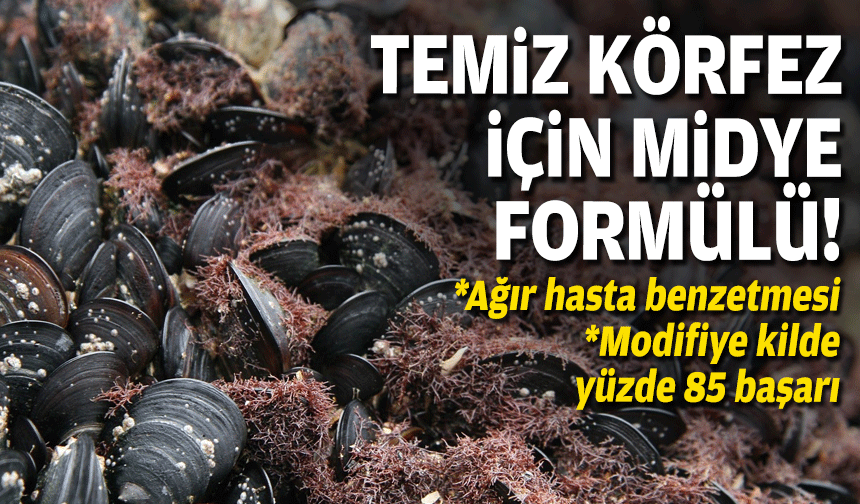 Temiz körfez için midye formülü!