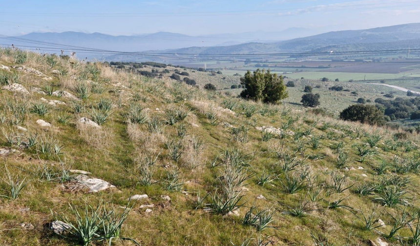 Taş ocağına zeytin freni!