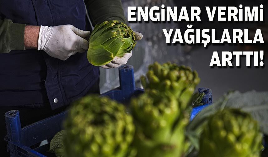 Enginar verimi yağışlarla arttı!