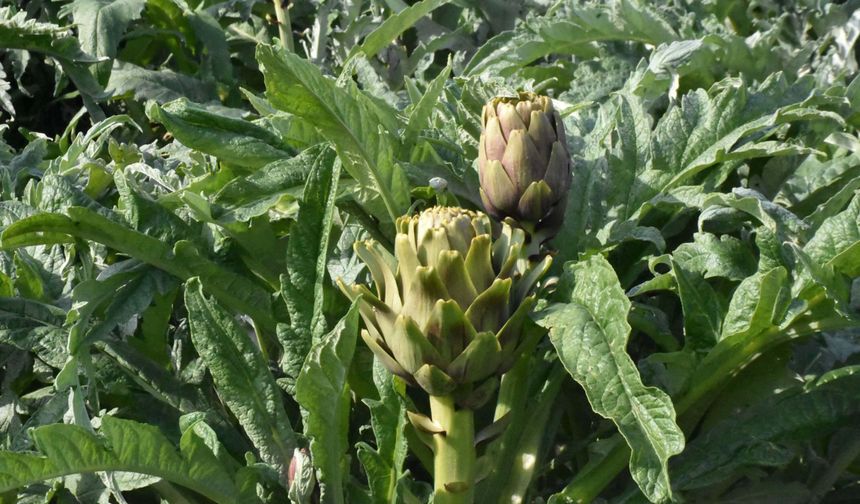 Menemen’de enginar hasadı başladı