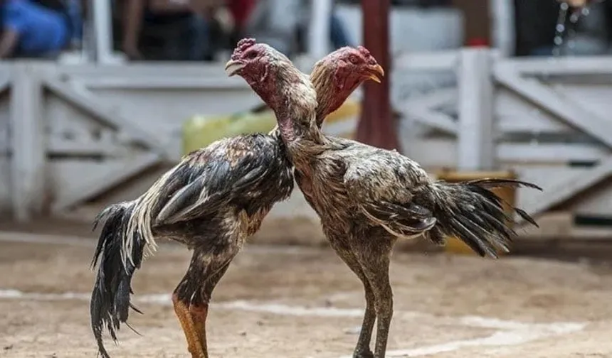 İzmir'de horoz dövüşü çetesi: Operasyon var, caydırıcı ceza yok!