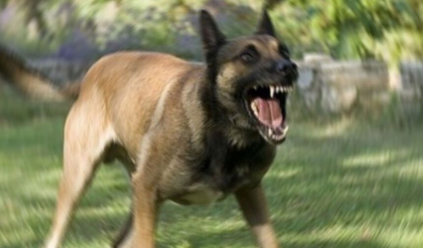 Foça’da köpek saldırısı gerginliği: Belediye ekiplerine müdahale