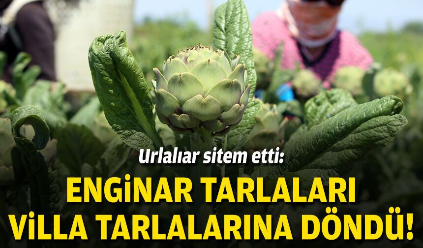 Urlalılar sitem etti: Enginar tarlaları villa tarlalarına döndü!