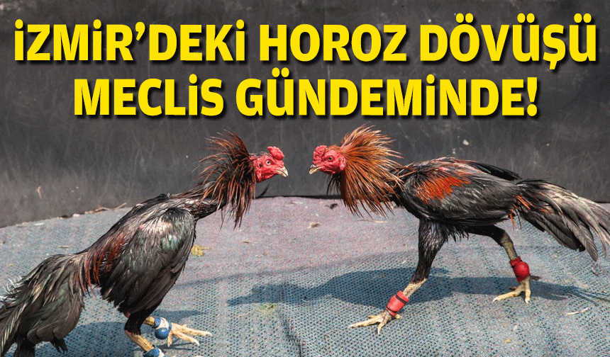İzmir'deki horoz dövüşü meclis gündeminde!