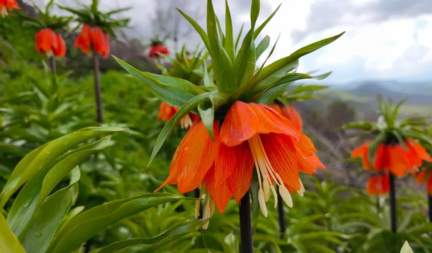 ‘Ağlayan Gelin’i koparmanın cezası 700 bin TL