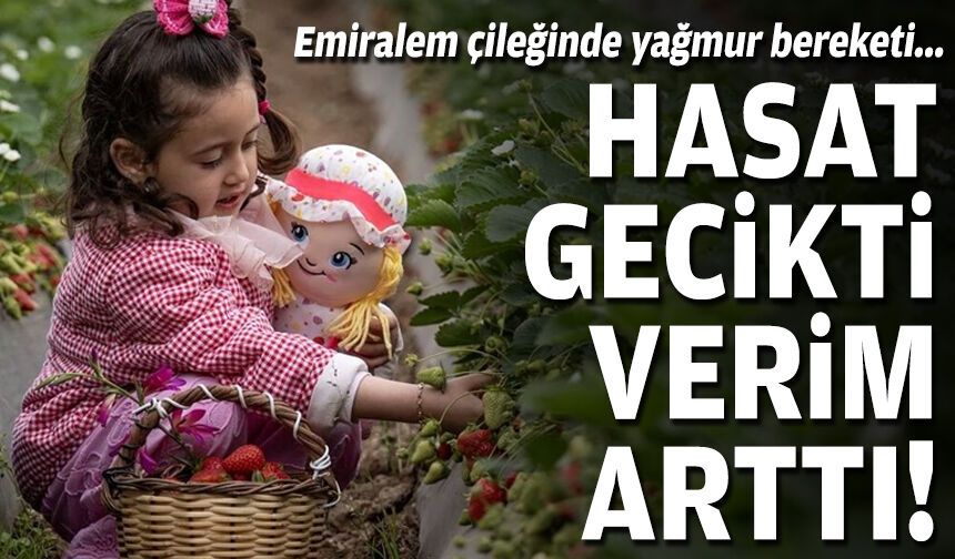 Emiralem çileğinde yağmur bereketi... Hasat gecikti, verim arttı!