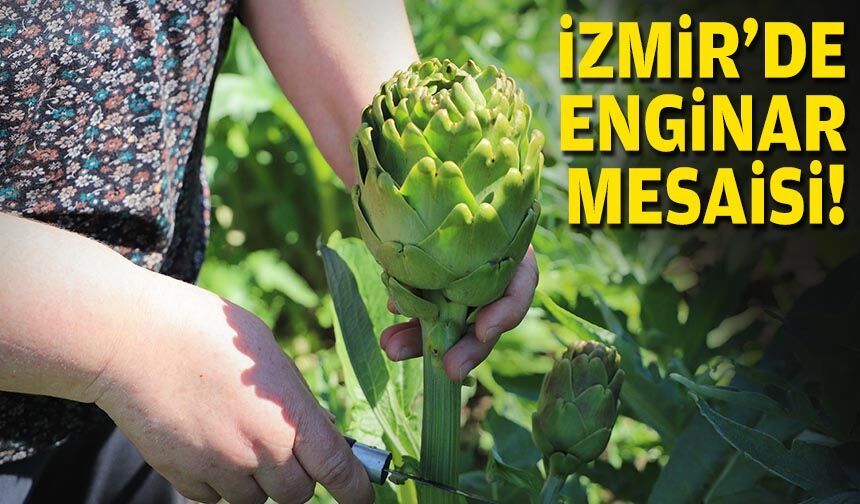 İzmir'de enginar mesaisi!